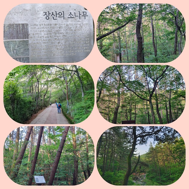 장산의 소나무 모음1